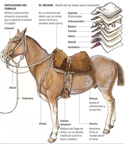 Tack Talk Saddles Stevie Anna Where Freelance Meets Free Spirit Horse Saddles Horses Saddles