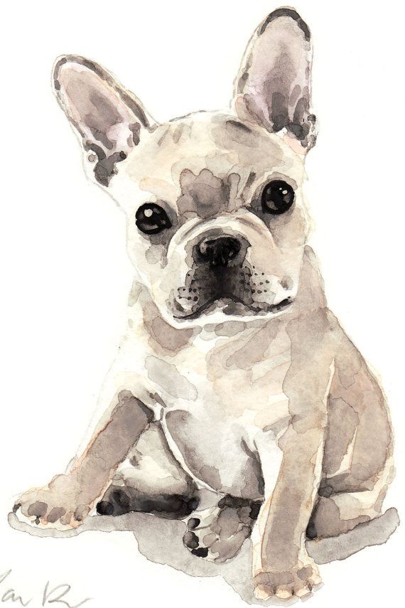 French Bulldog Puppy Cute Innocent Original By Laurarowstudio