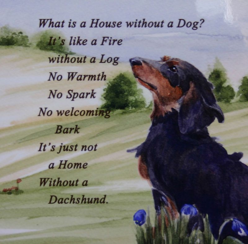 Pin On I Love Doxies