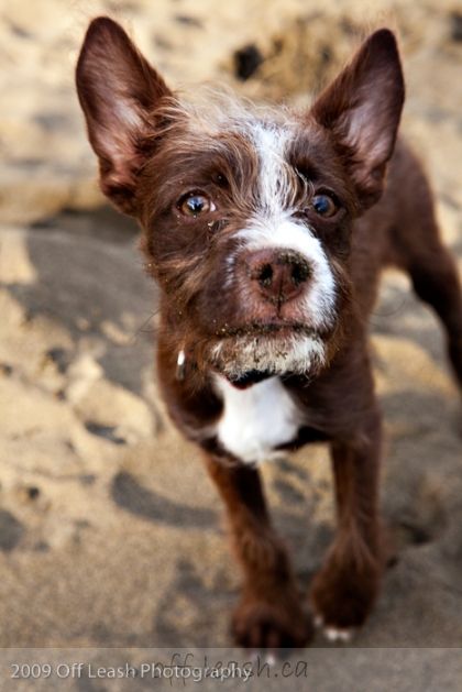 Bossi Poo Boston Terrier X Poodle Terrier Poodle Mix Dog