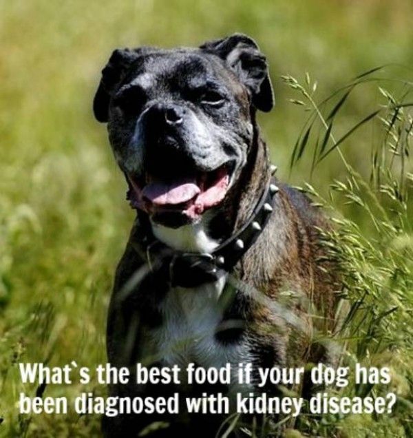 Making Dog Food For Renal Failure Making Dog Food For Renal Failure