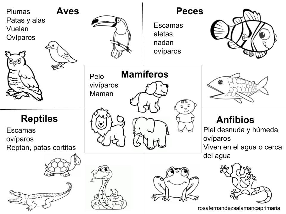 Pin De Karla Gonzalez En Ciencias Naturales Primaria Animales
