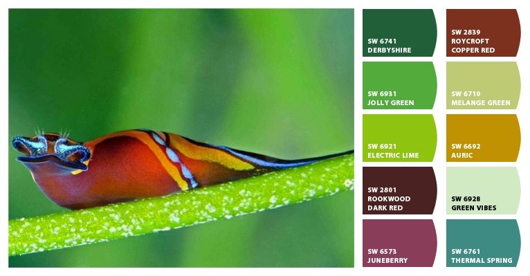 The Colors Of A Sea Slug Sea Slug World Of Color Red Green