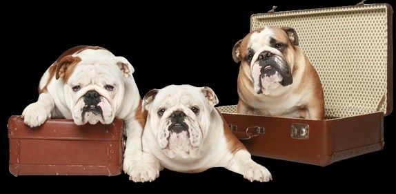 Find Baby English Bulldogs For Sale English Bulldog Puppies