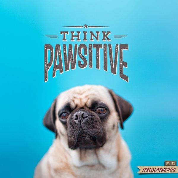 Pin On Best Friends Forever Awesome Pet Finds