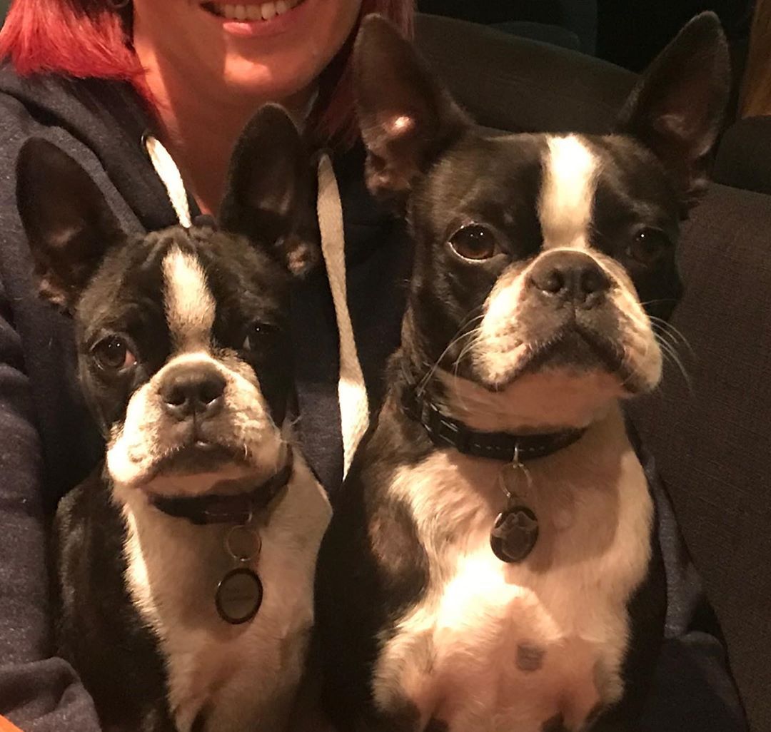 Dixie And Buks They Grow Up So Fast Bostonterrier Bostonterriersrule Bostonterriernation Bostonterrierpics Bos In 2020 Boston Terrier Love Boston Terrier Dog Tags