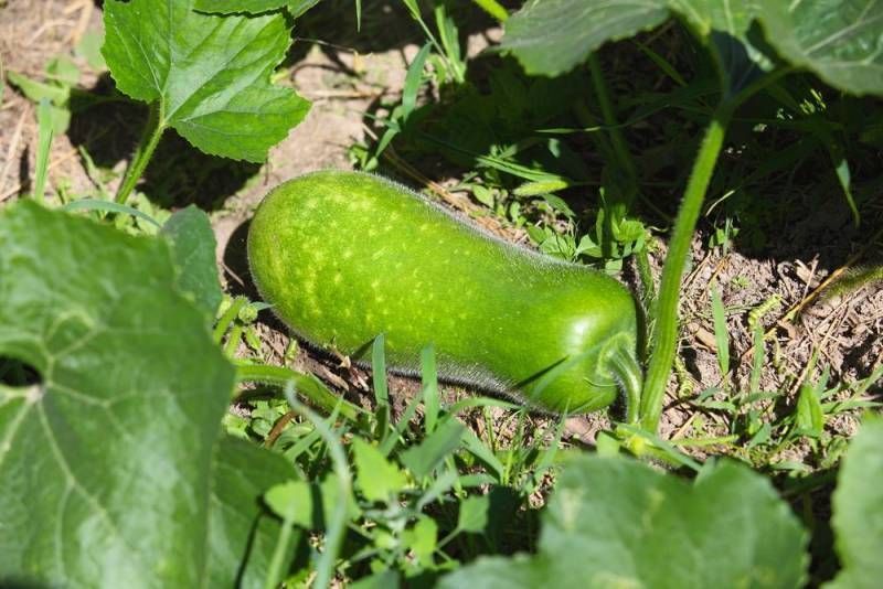 Winter Melon - It originated in Southeast Asia. It has very large fruits. They can grow up to 85 cm long. Winter melon is cultivated in South and East part of Asia nowadays. #wintermelon Winter Melon - It originated in Southeast Asia. It has very large fruits. They can grow up to 85 cm long. Winter melon is cultivated in South and East part of Asia nowadays. #wintermelon Winter Melon - It originated in Southeast Asia. It has very large fruits. They can grow up to 85 cm long. Winter melon is cult #wintermelon