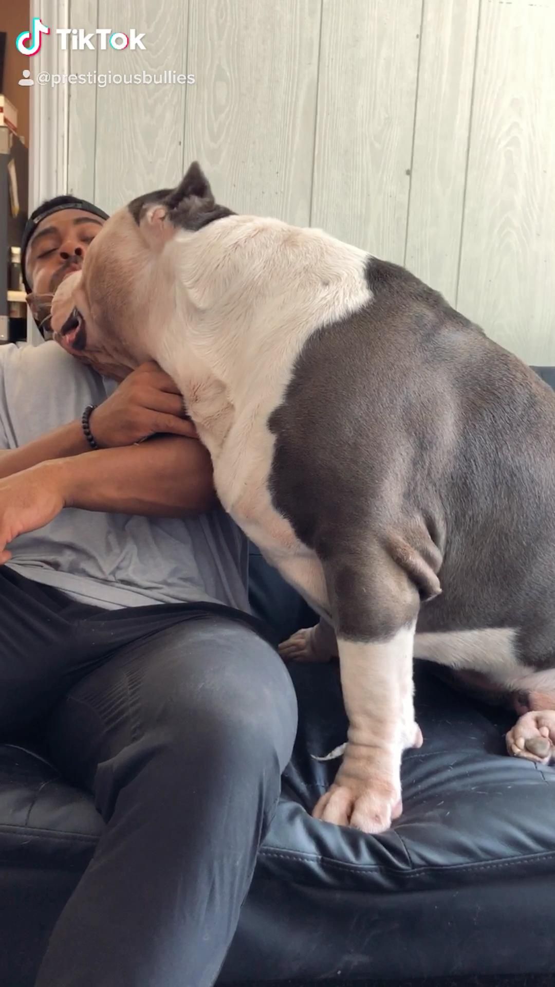 900 Ideas De Pit En 2021 Perros Mascotas Razas De Perros
