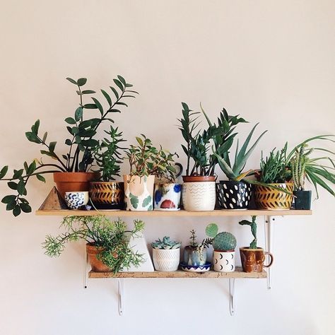 Search Results for “plant filled houses” – domino