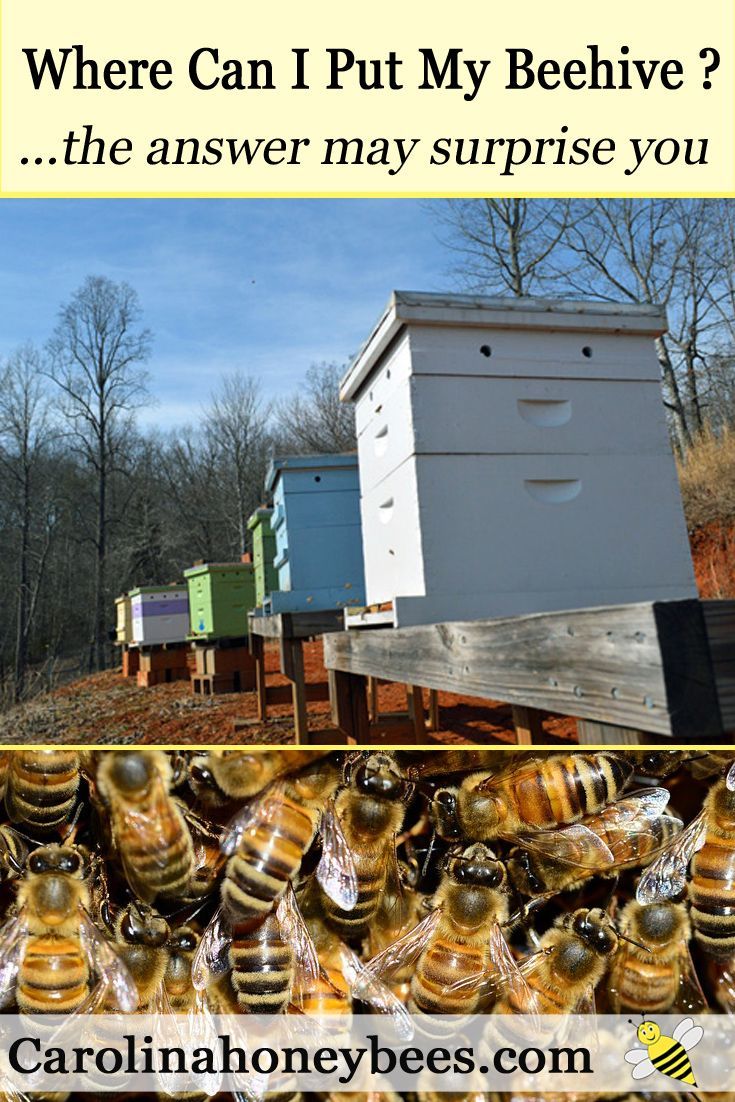 Where can I put my beehive ? Carolina Honeybees Farm Backyard bee