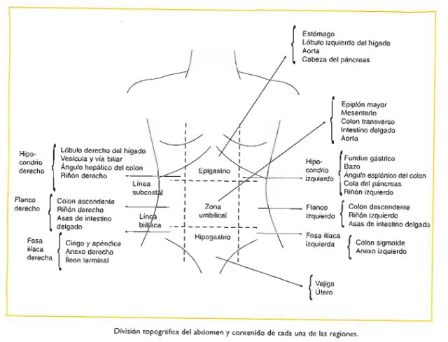 que organos se encuentran en el flanco derecho e izquierdo