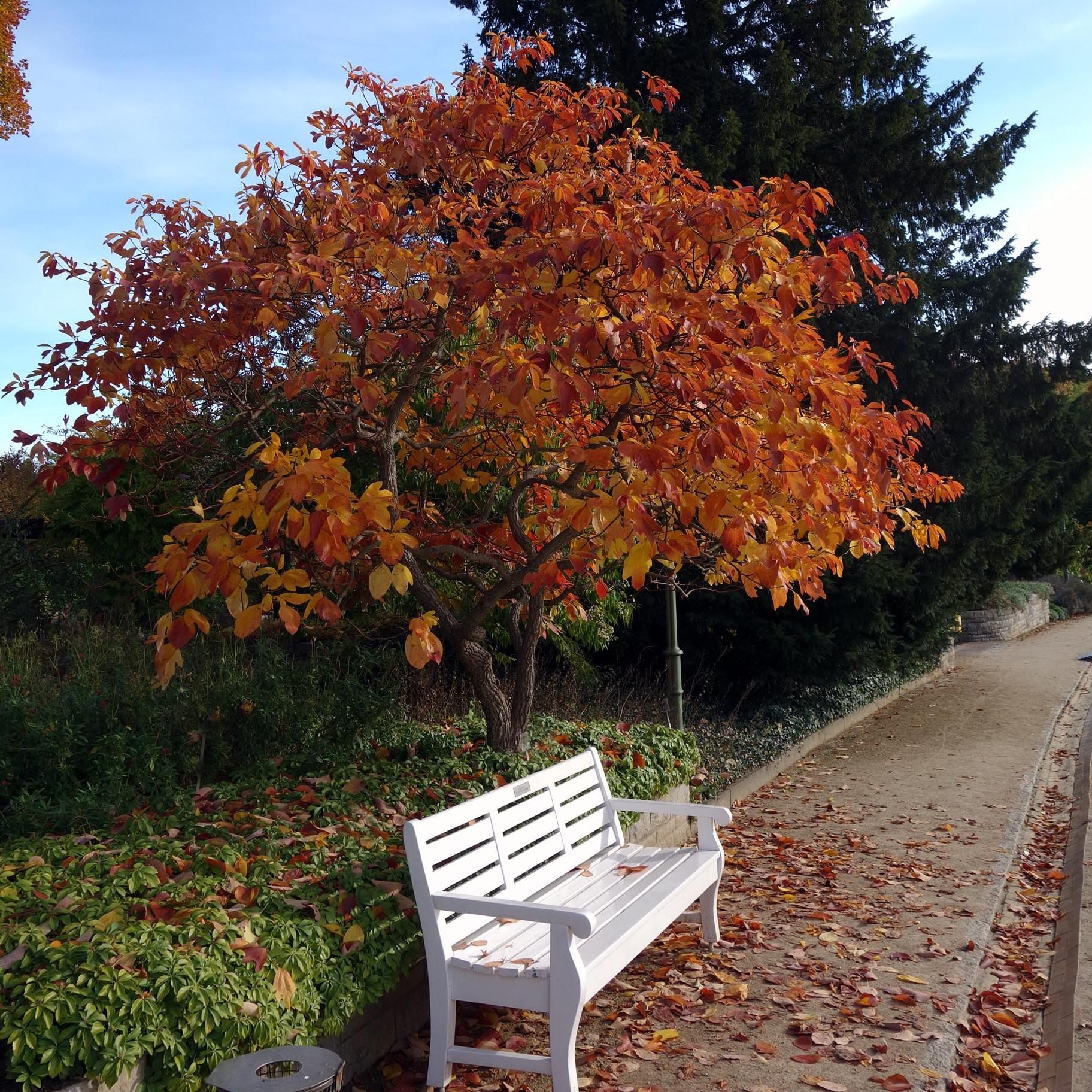 Fenchelholzbaum Fenchelholzbaum