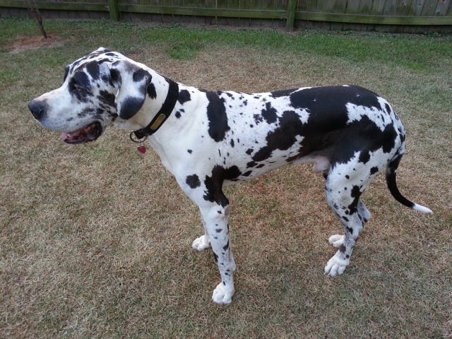 Cooper Great Dane Adult Male Extra Large Charleston Sc