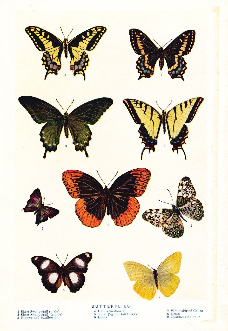 Butterfly Family 1900 Entomology Edwardian Natural History Antique Rotogravure Print Illustration To Frame I