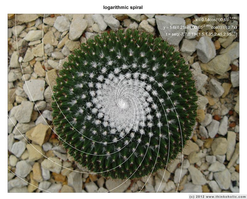 fibonacci spiral cactus fibonacci spiral cactus