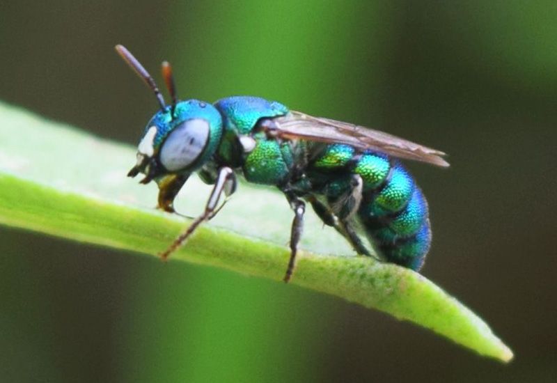 metallic sweat bee lebah tawon pinterest sweat bees and insects sweat flies