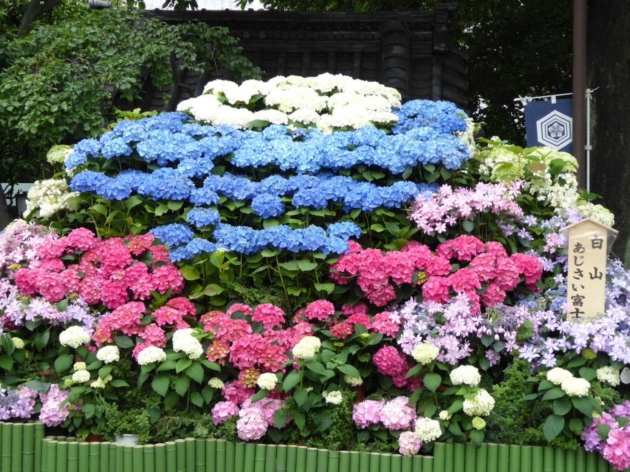 Bunkyo Ajisai Matsuri Hydrangea Flower Festival At Hakusan Jinja Shrine Hakusan Park Bunkyo Ku Tokyo Hydrangea Flower Flower Festival Hydrangea Bunkyo Ajisai Matsuri Hydrangea Flower Festival At Hakusan Jinja Shrine Hakusan Park Bunkyo Ku Tokyo Hydrangea Flower Flower Festival Hydrangea
