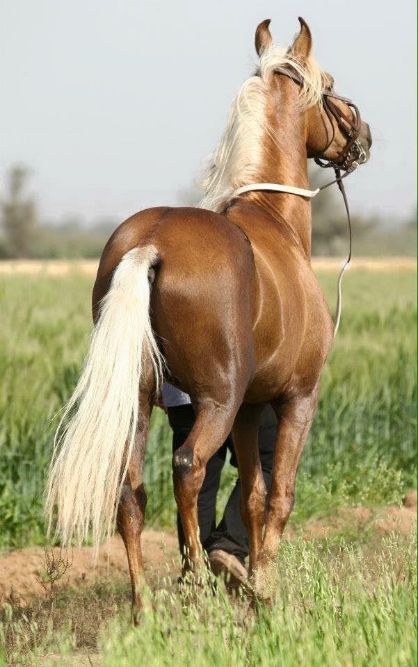 sindhi horse sindhi horse
