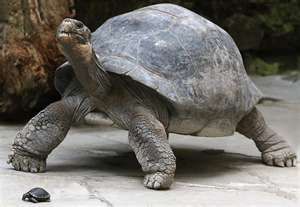 Imagine This Beauty Walking Casually Around The House Totally Normal Galapagos Tortoise Tortoises Giant Tortoise