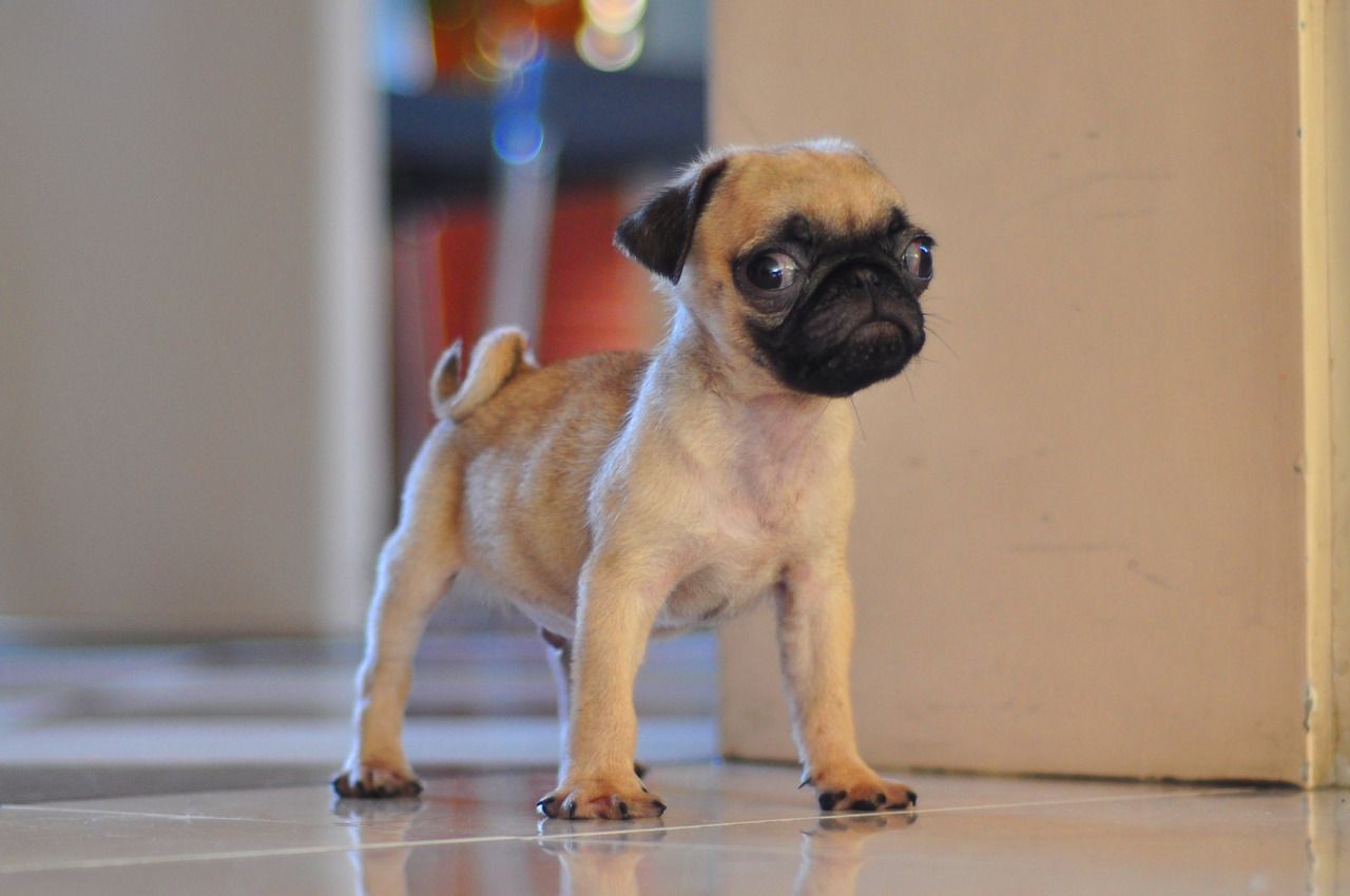 The Pint Size Eye Buggyness Is Going To Make My Heart Explode I
