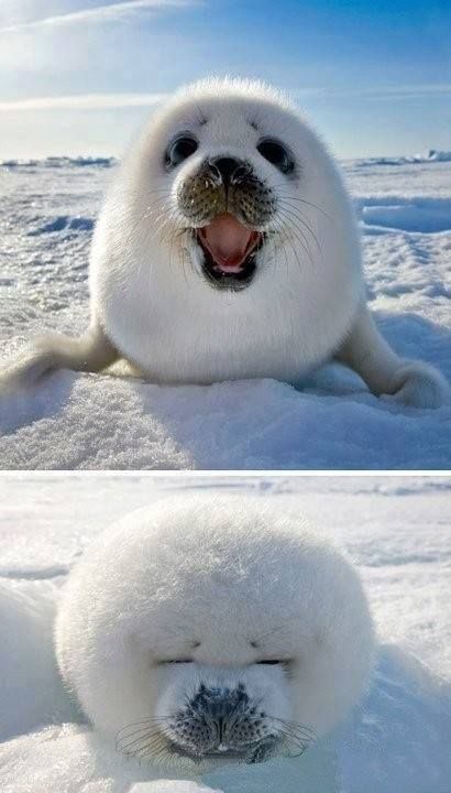 5 niedliche Tierfotos, um dich aufzuheitern - Kelly Blog