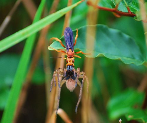 Ants vs wasps information