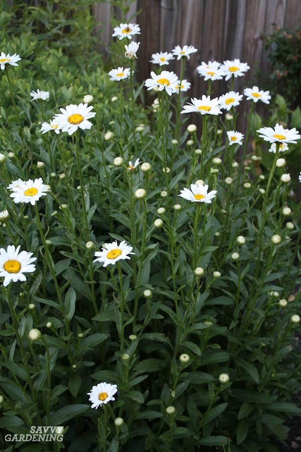 ✔️11++ Perennial flowers daisy - information Updated 10 7d0cee3956240b6e713a2d27d0cbb63e