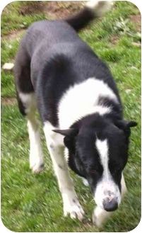Border Collie Blue Heeler Mix Breed Border Collie Blue Heeler