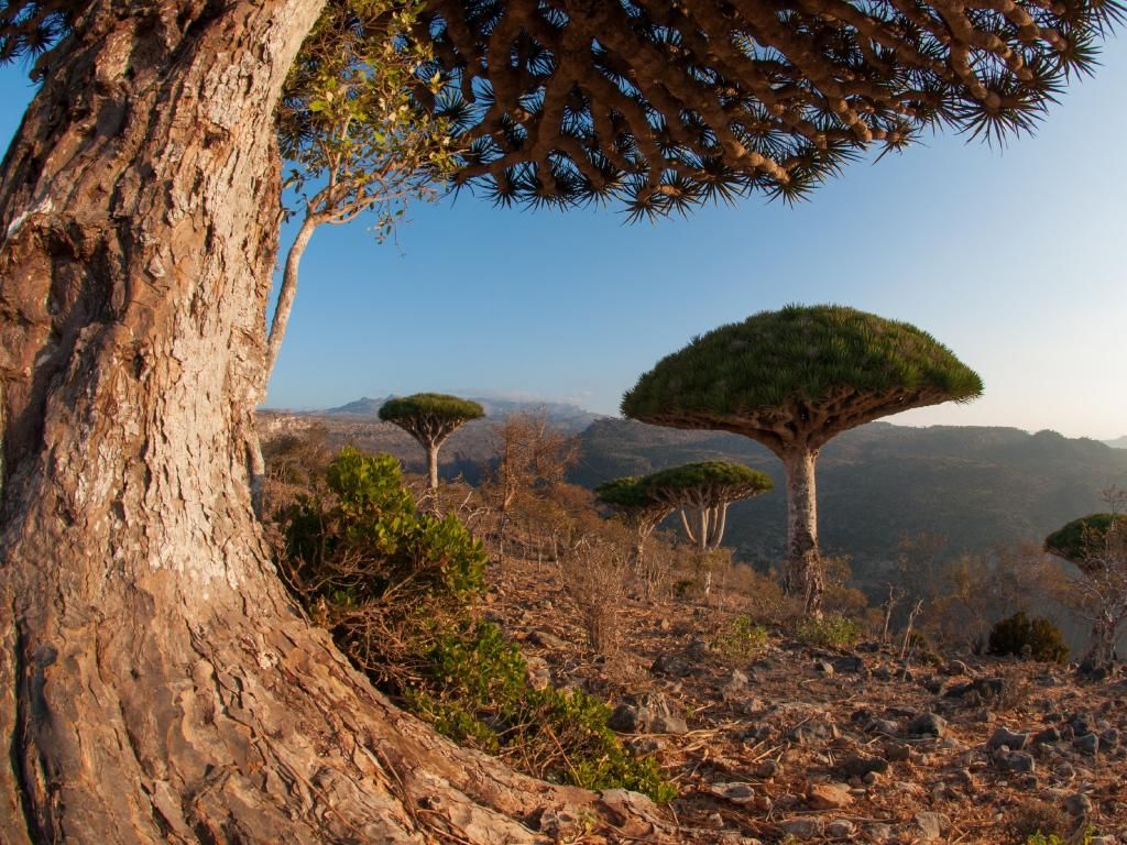 Socotra in the Indian Ocean Socotra in the Indian Ocean
