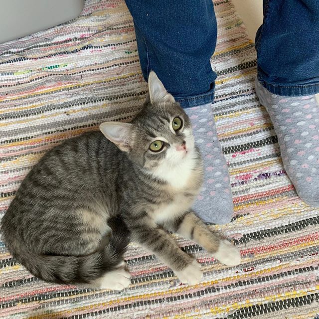 Katze kennenlernen