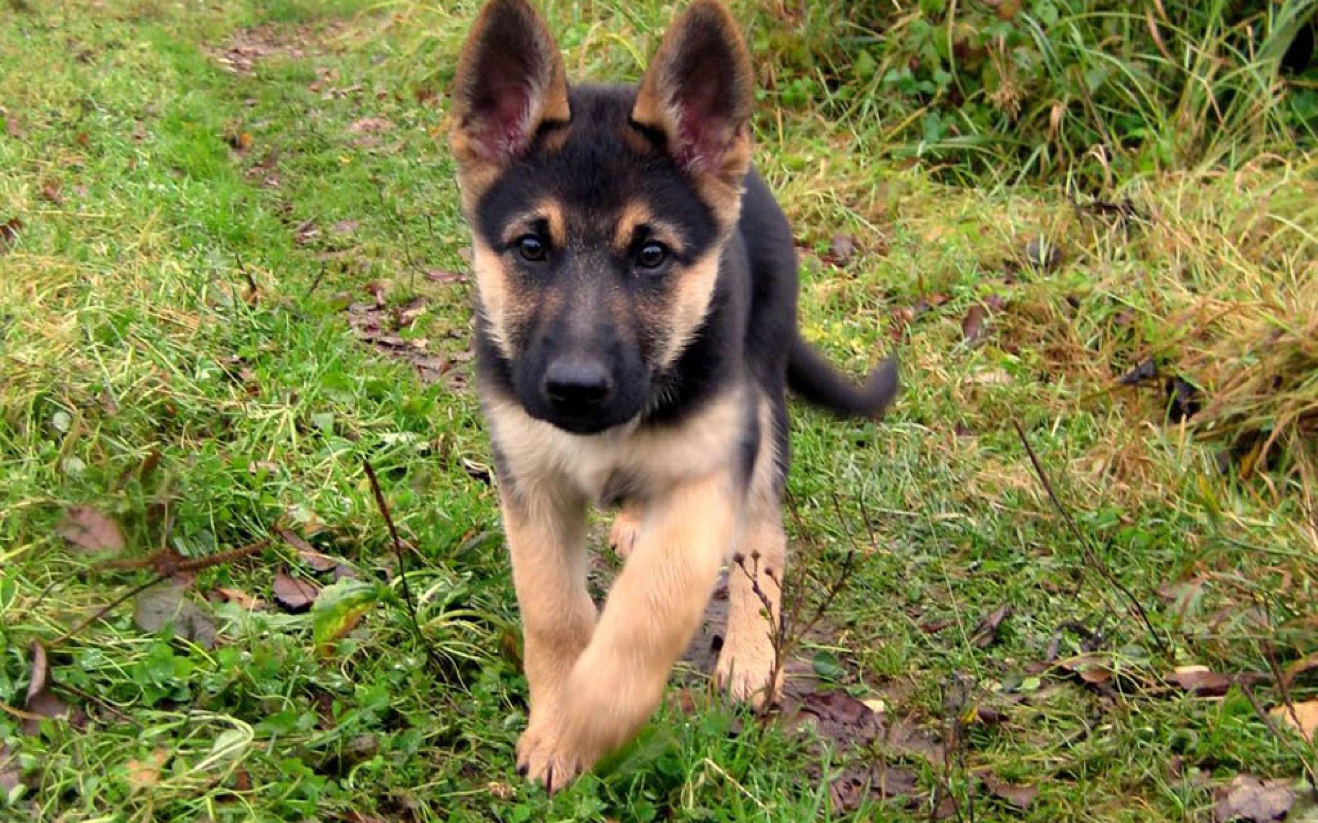Beautiful German Shepherd Puppies Top Images Shepherd Puppies