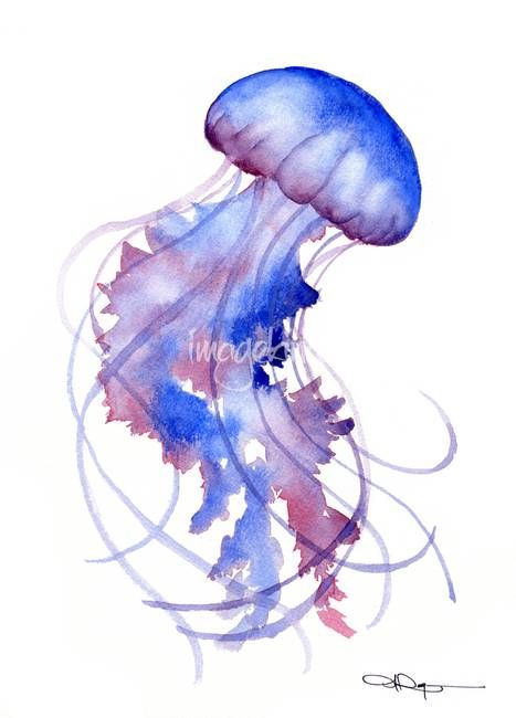 Jellyfish by David Rogers Aquarium Drawing, Jellyfish Drawing, Watercolor Jellyfish, Jellyfish Painting, Watercolor Fish, Water Painting, Watercolor Animals, Watercolor Art Prints, Painting Prints