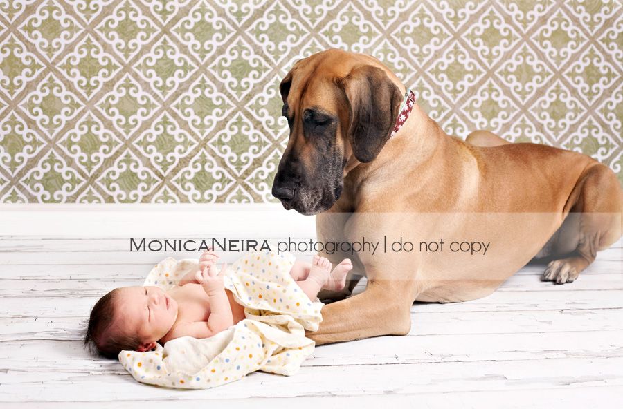 Great Dane Newborn Sweet Poppy Calgary Newborn And Pet