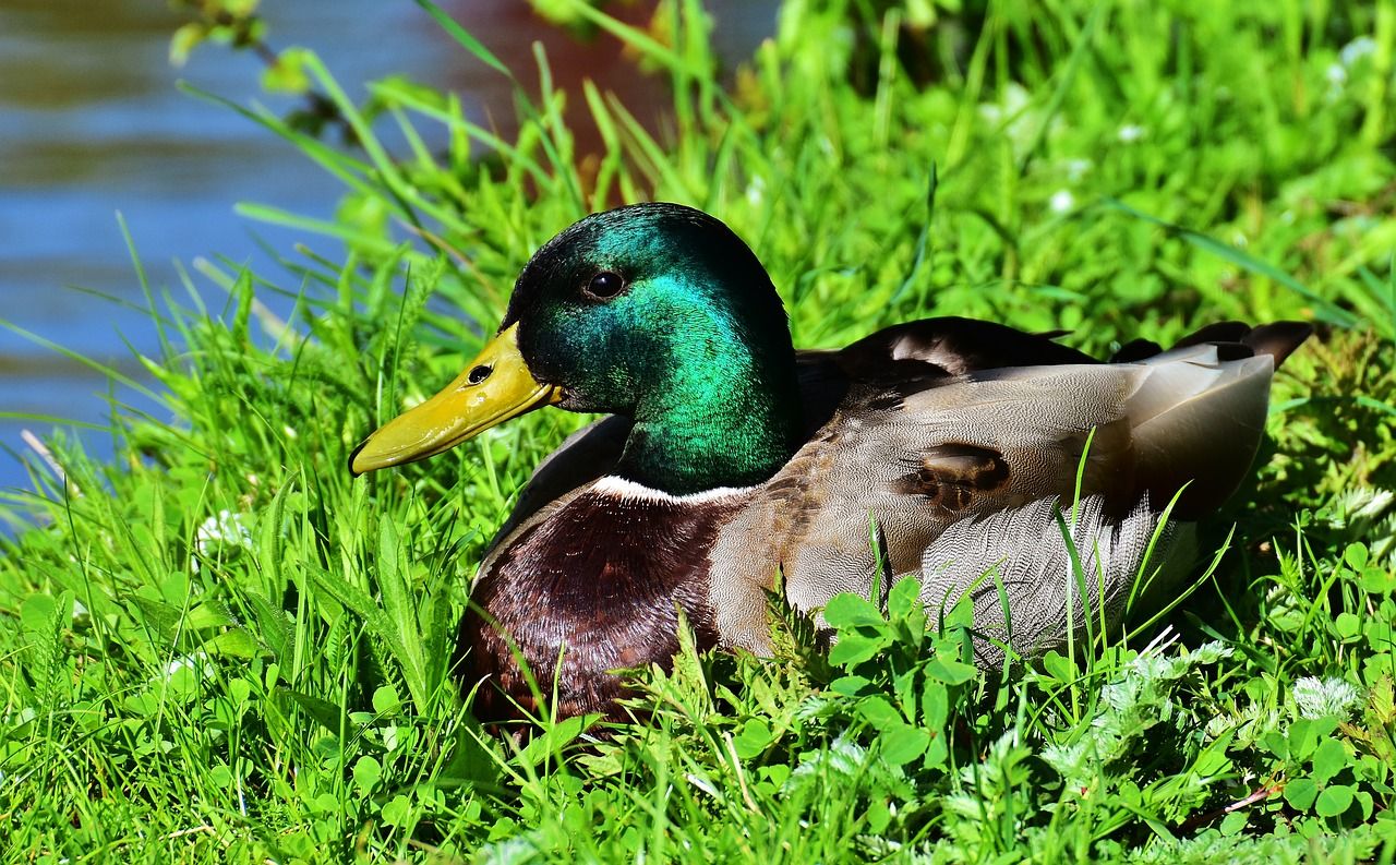 Pixabayの無料画像 アヒル マガモ 牧草地 残り ドレイク 水鳥 アヒルの鳥 マガモ ドレイク 牧草 Pixabayの無料画像 アヒル マガモ 牧草地 残り ドレイク 水鳥 アヒルの鳥 マガモ ドレイク 牧草