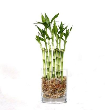 Bamboo Best Office Plants Snapsuites Boston Back Bay Executive Bamboo Best Office Plants Snapsuites Boston Back Bay Executive E