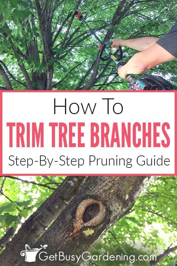 yourself tree trimmed by
