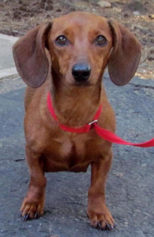 Trixxi A Precious Red Dachshund Is Available For Adoption From