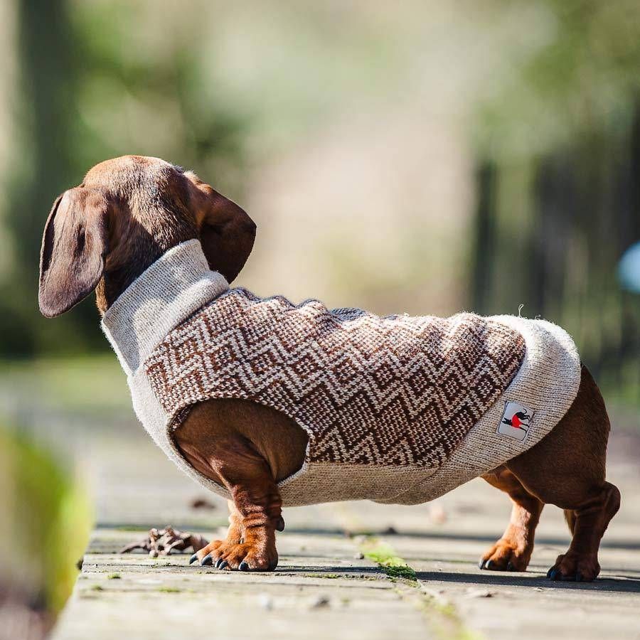 Zig Zag Jumper In Brown With Images Red Dachshund Dachshund