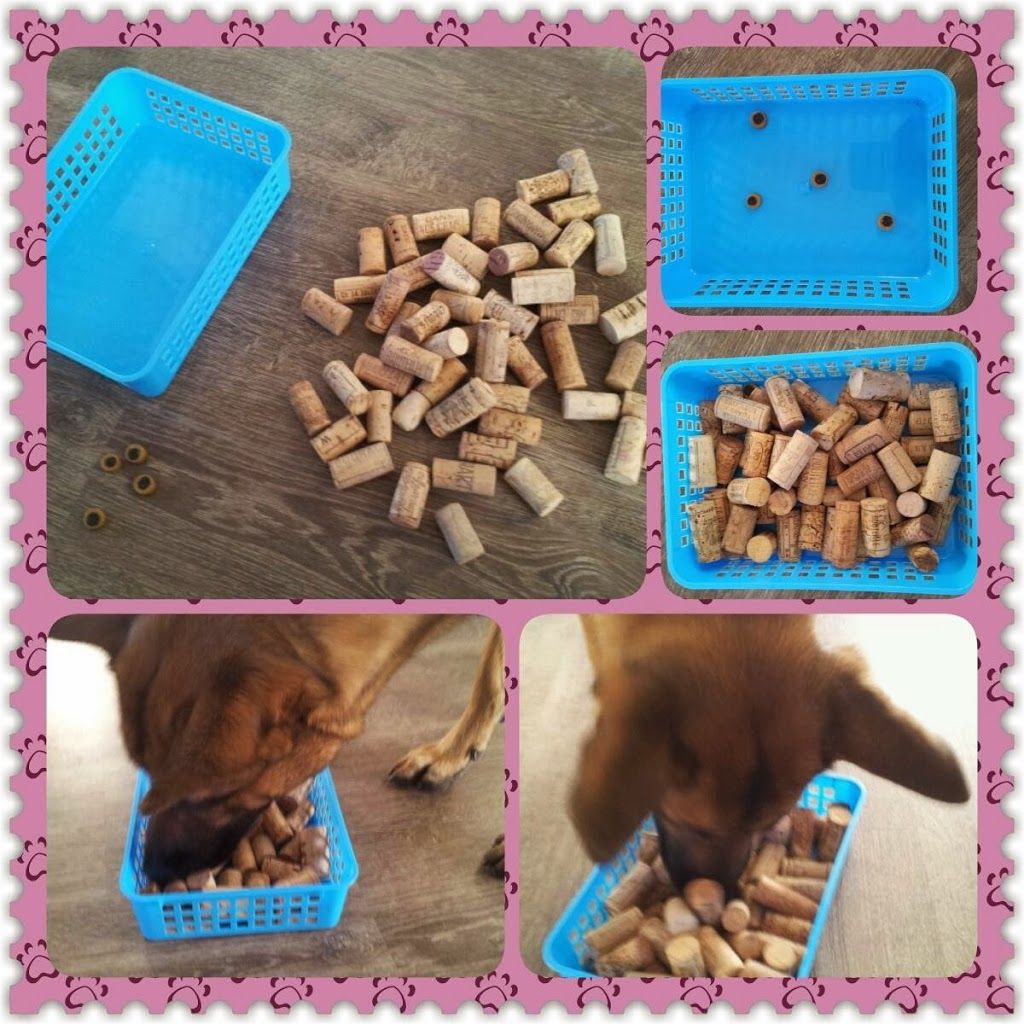 Pin by Connie Shearing on Dogs Diy dog toys, Diy dog toys puzzles