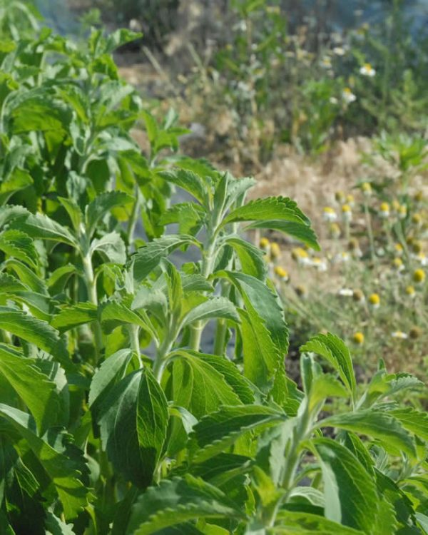 Seker Otu Stevia Yaprak 100gr Stevia Bitki Otlar