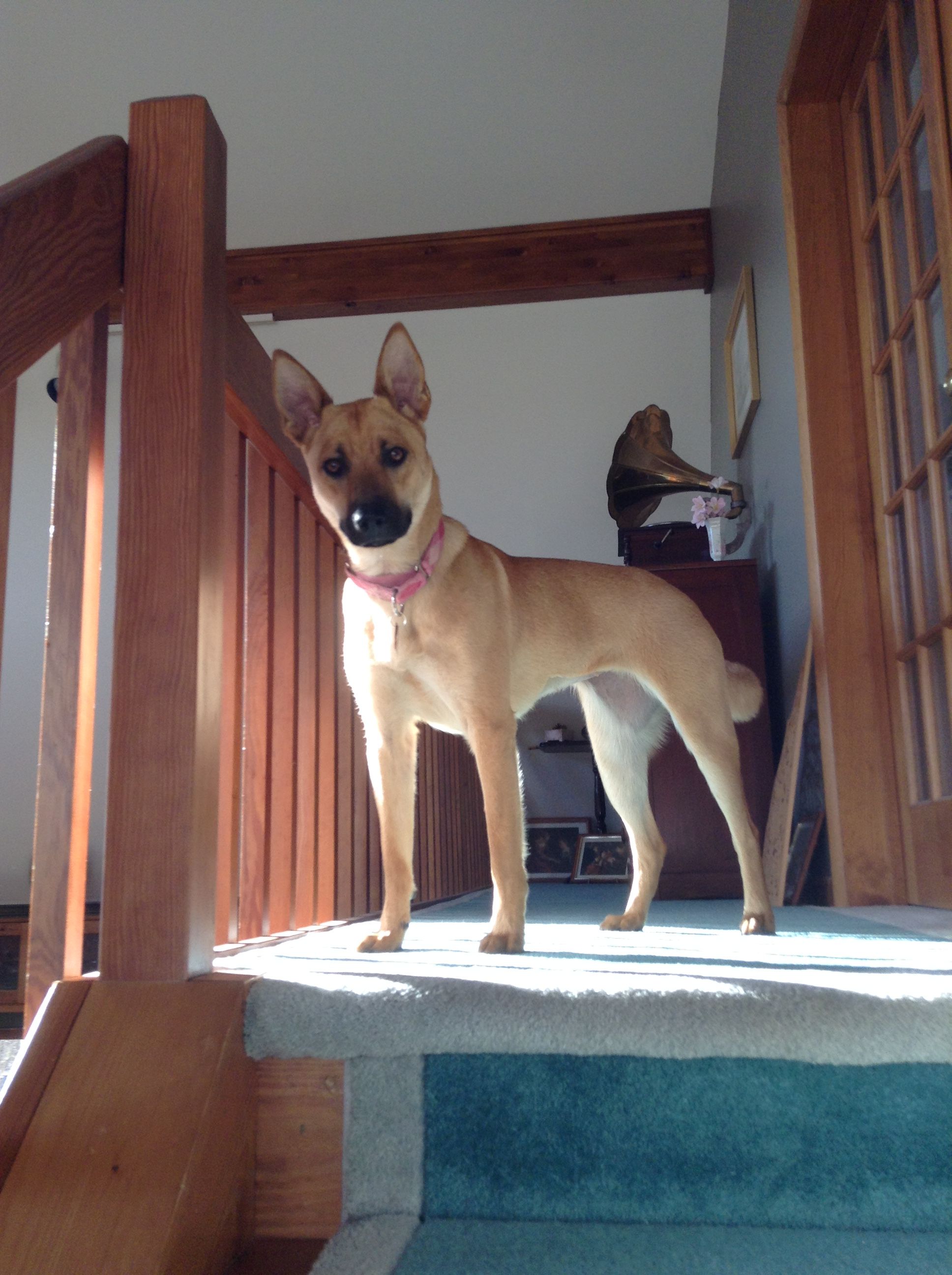 wild dogs in america wild dogs in america