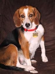 Adopt Chloe On Beagle Dog Adoption Beagle Rescue
