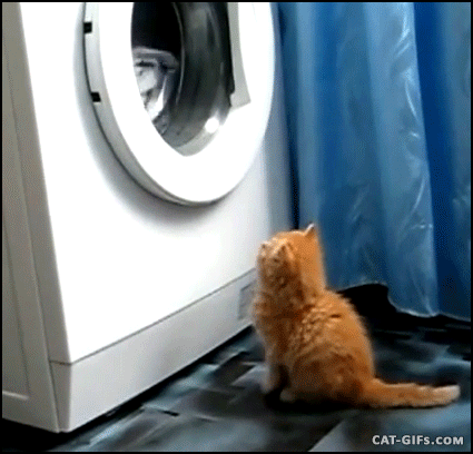 Image result for washing machine animal gif