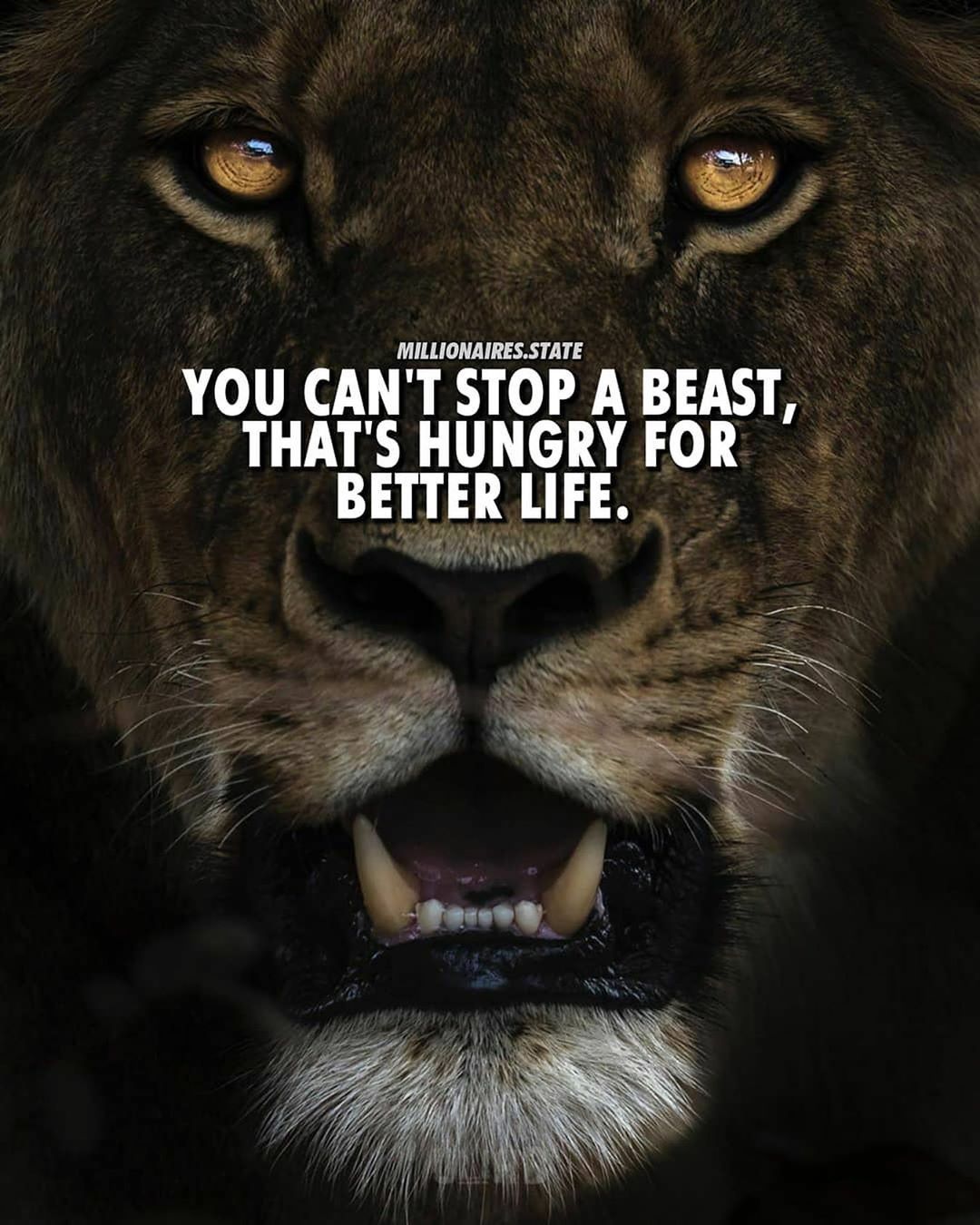 When A Lion Is Hungry Quotes Always stay hungry! Double tap and type “Yes” if you agree👇 . • Follow