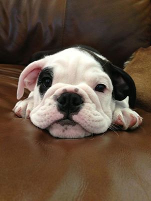 Pin By Lawrence Guigui On My Dawgs Bulldog English Bulldog