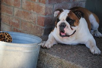 English Bulldog English Bulldogs Wrinkles French Bulldog