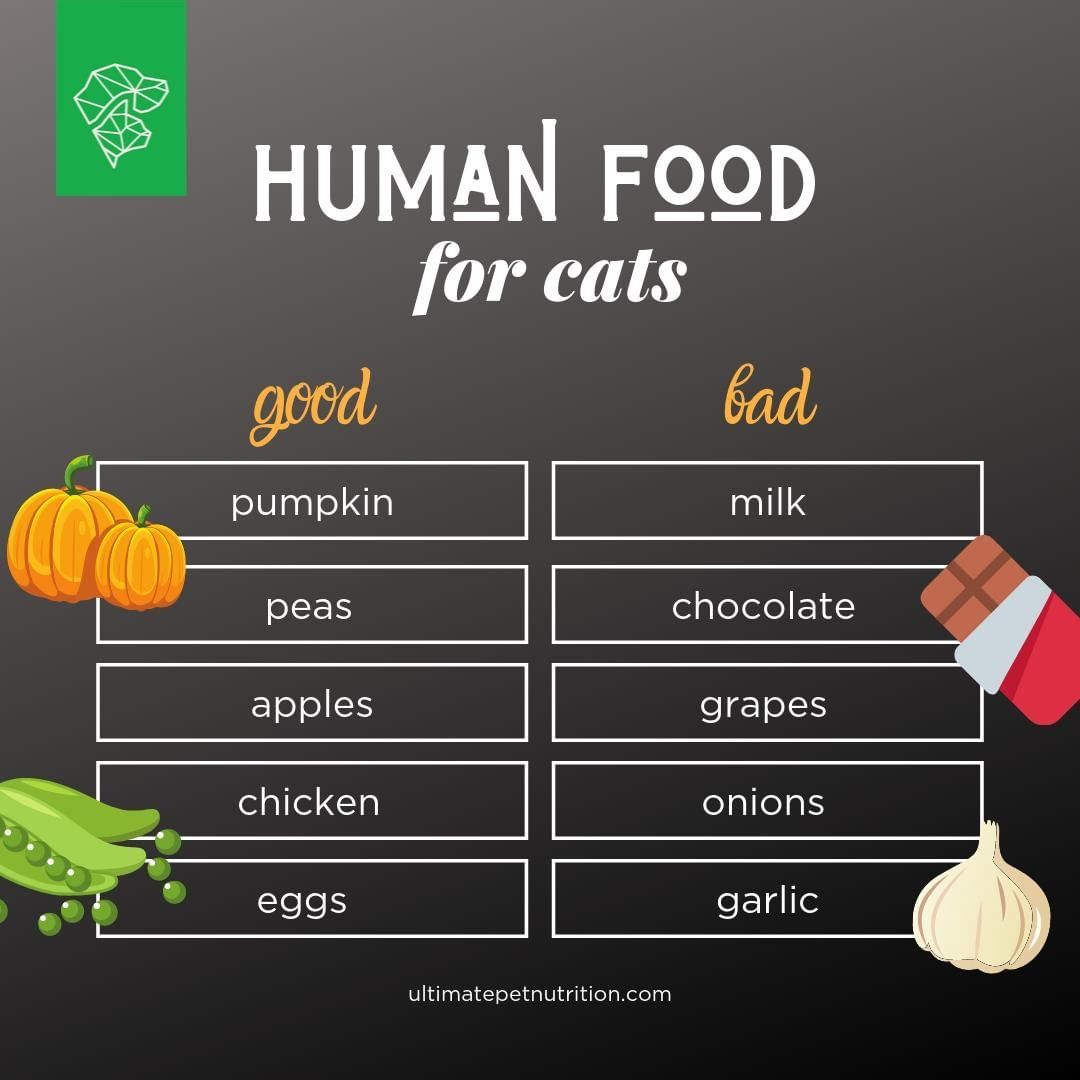 What Human Foods Can Cats Eat Ultimate Pet Nutrition Human Food what-human-foods-can-cats-eat-ultimate-pet-nutrition-human-food