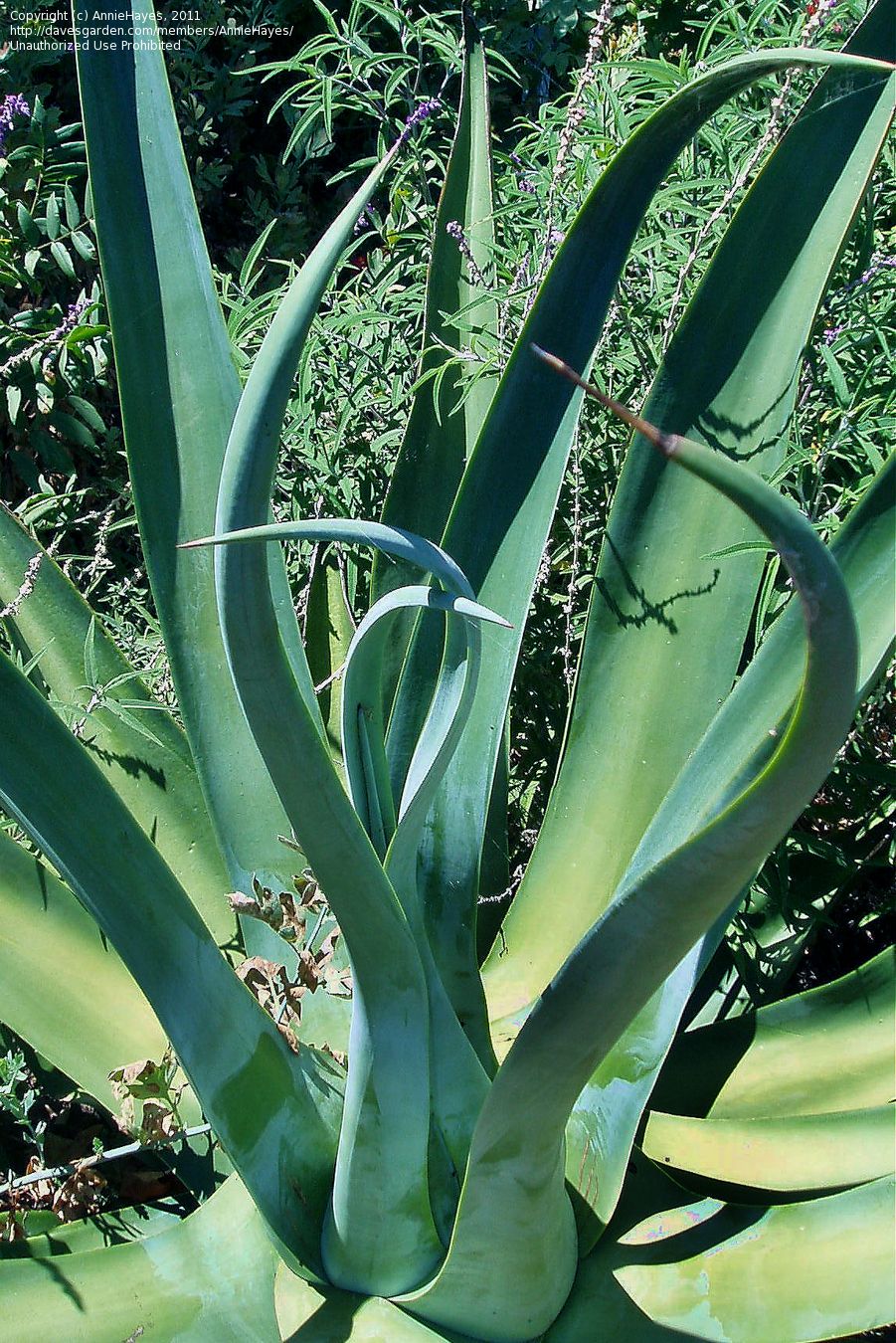 Octopus Agave Vilmoriniana Joshua Tree Pinterest Octopus Agave Vilmoriniana