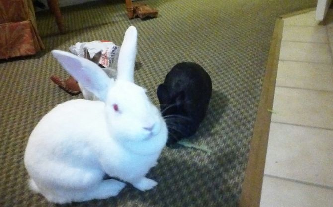 Bathe Your Pet Rabbit Pet Rabbit Pet Rabbit Rabbit Pets