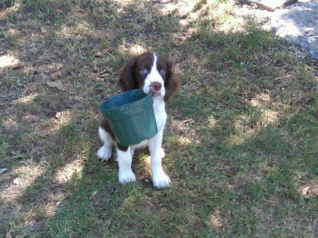 Ranger An English Springer Spaniel From Lexington Kentucky